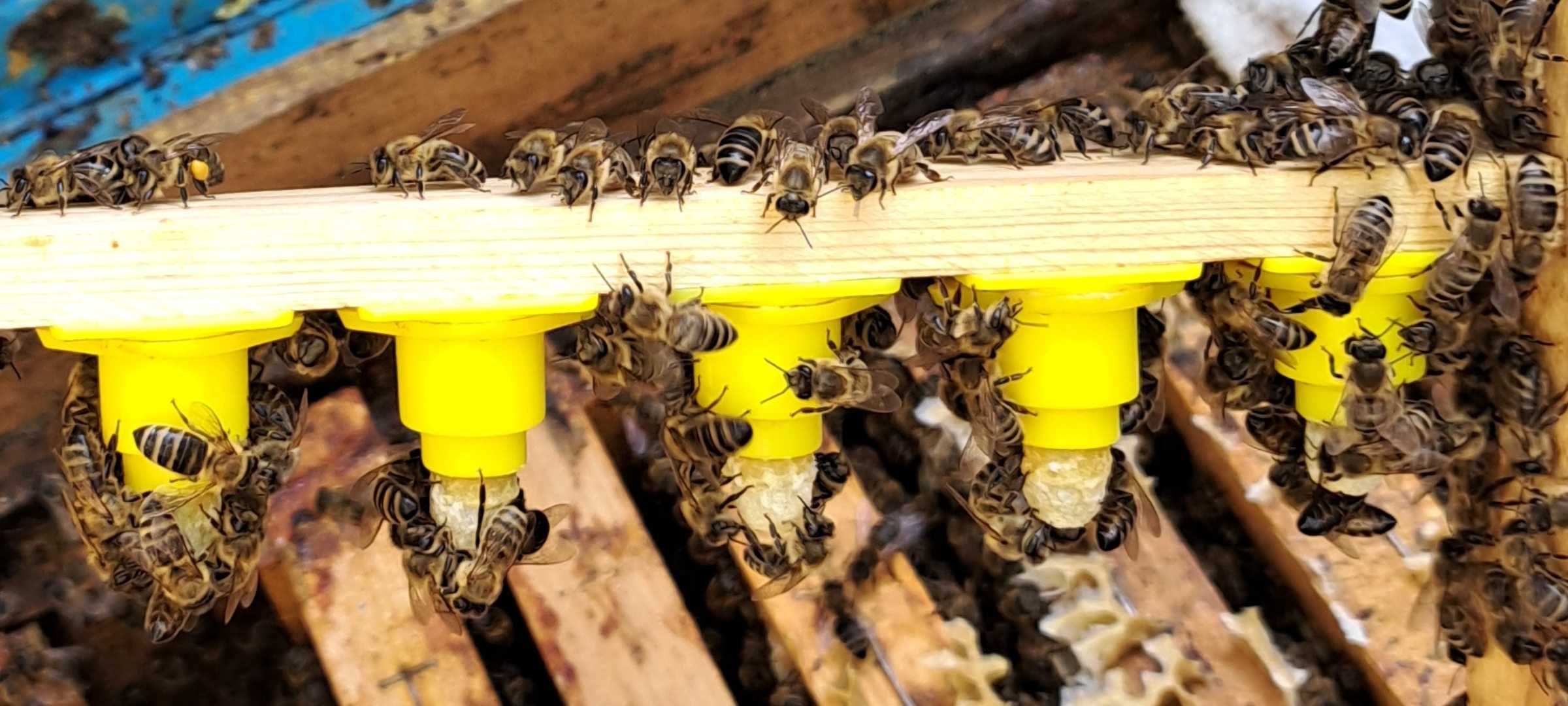 Бджолопакети . Бджоли