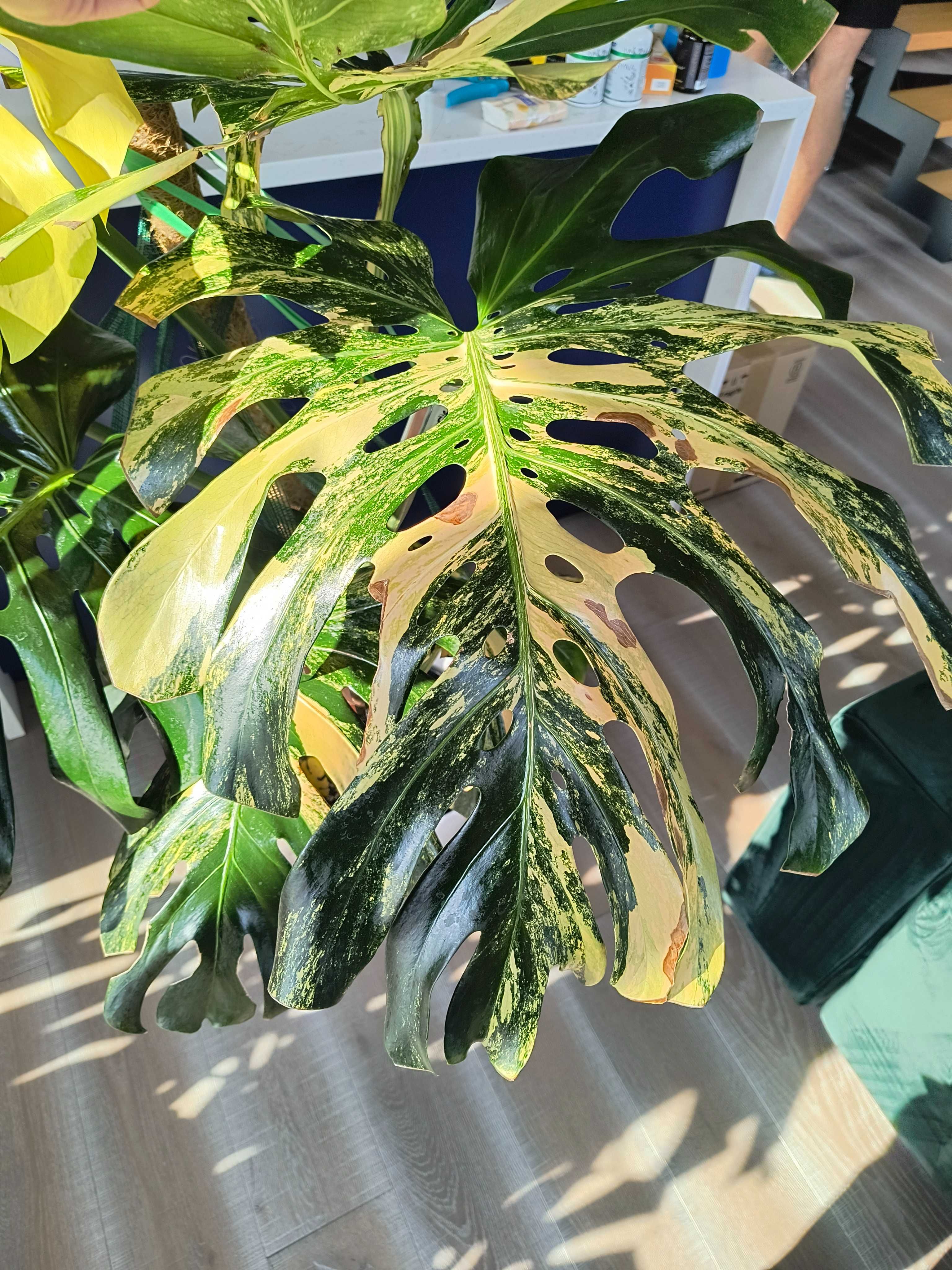 Pędówki Monstera Deliciosa Marmorata