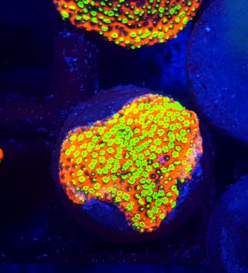 Montipora Atomic sunrice . Koralowiec LPS . Akwarium morskie