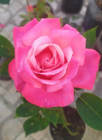 Roseiras cor de rosa