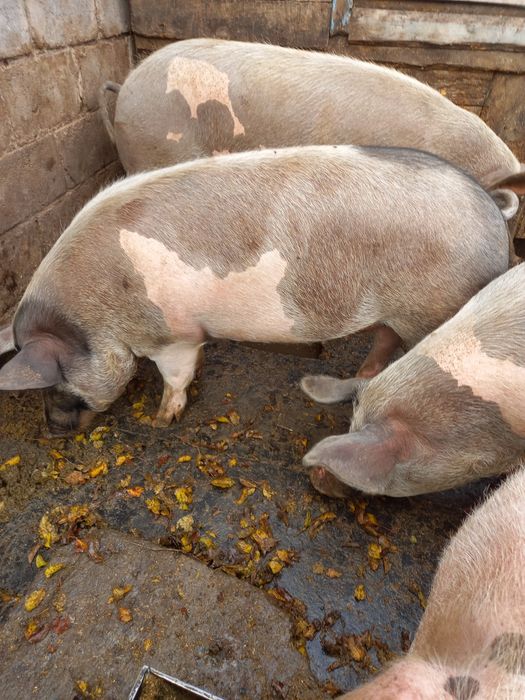 Продажа сільгосп тварин