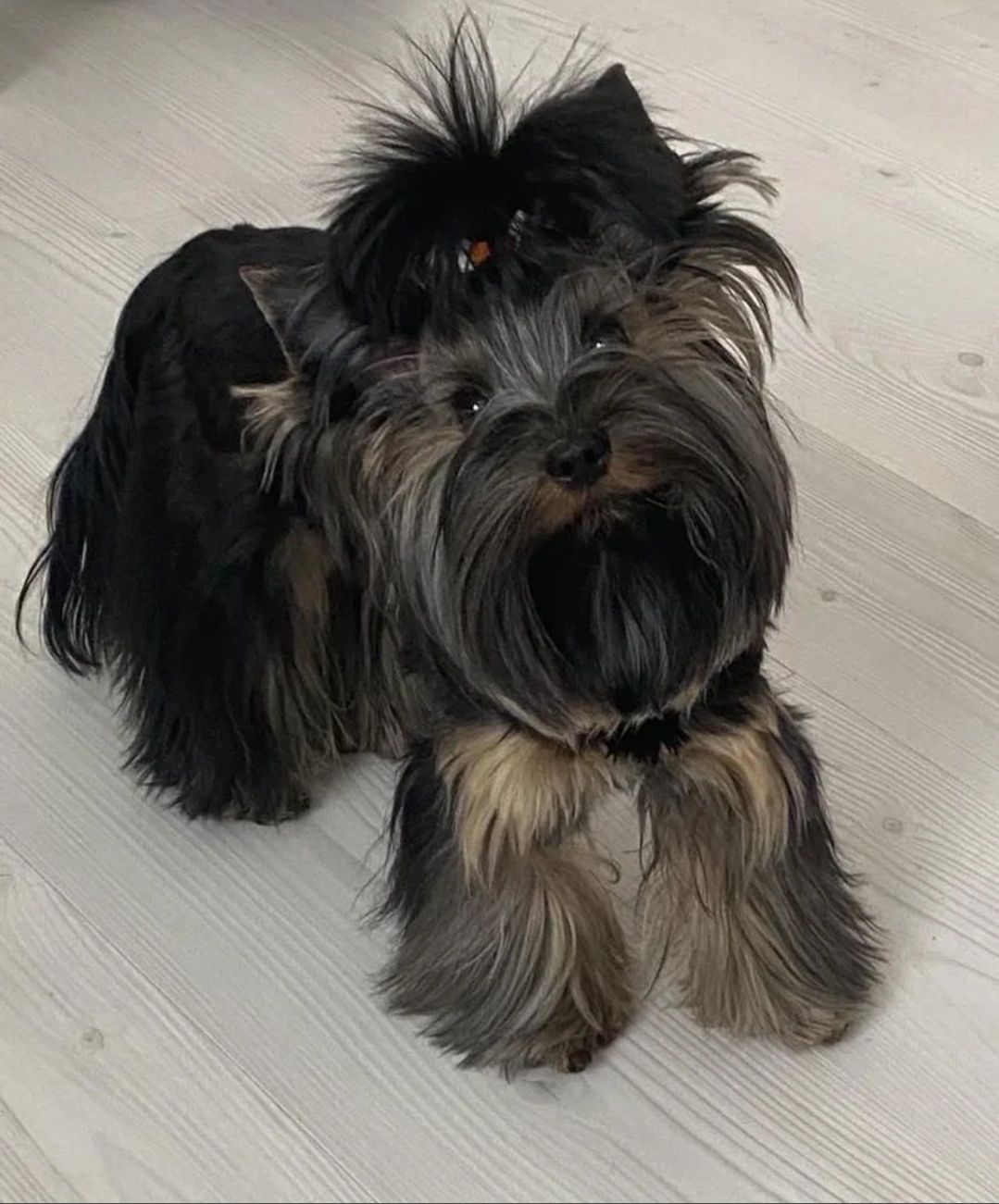 Yorkshire terrier BLACK czarny PIESEK  york Biewier