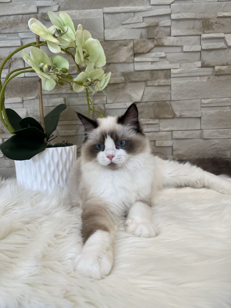 Kotka Ragdoll , rodowod FPL