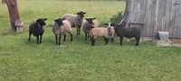 Owce czarnogłówki 3+3