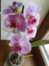 ЦВЕТУЩАЯ королевская орхидея фаленопсис малиновая розовая с орнаментом