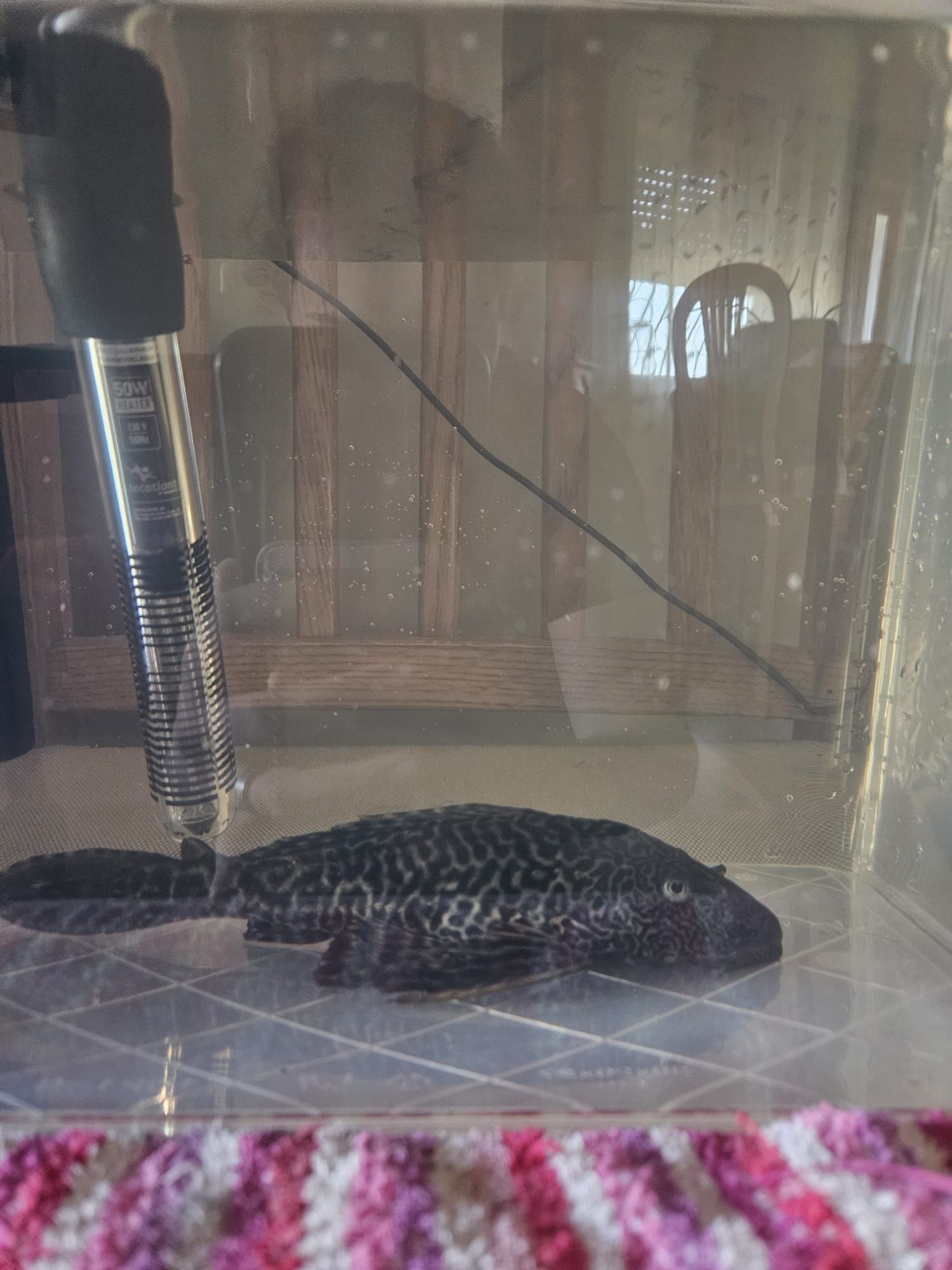 Peixe Plecostomus