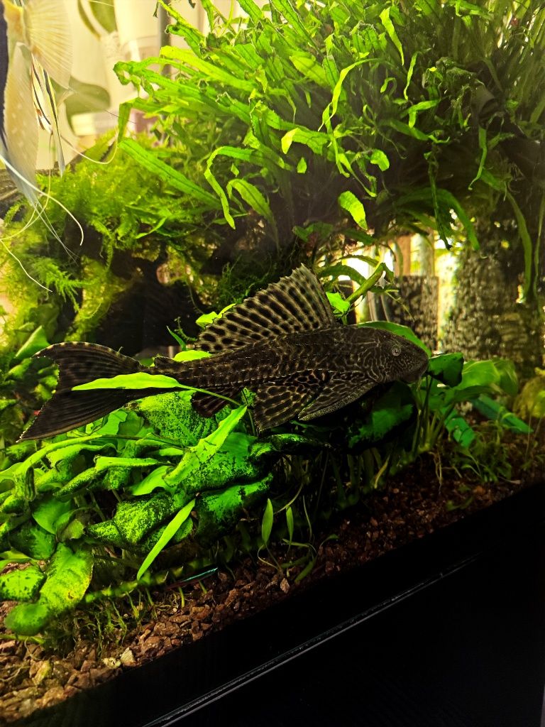 Akwarium Aquael Glossy Cube-kompletny zestaw z żywą obsadą, akcesoria!