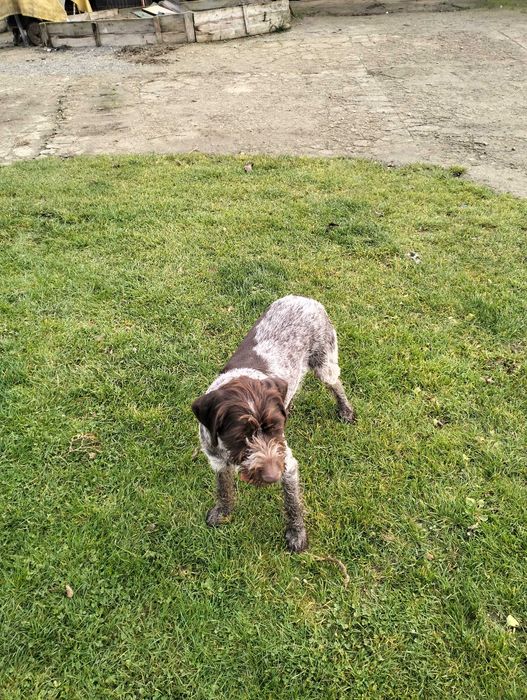 Suka wyżeł czeski Foustek