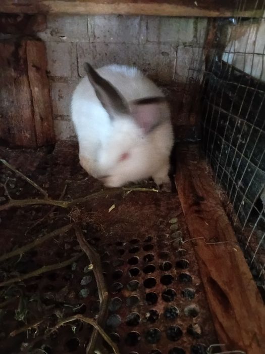 Продам кроликов Калифорния