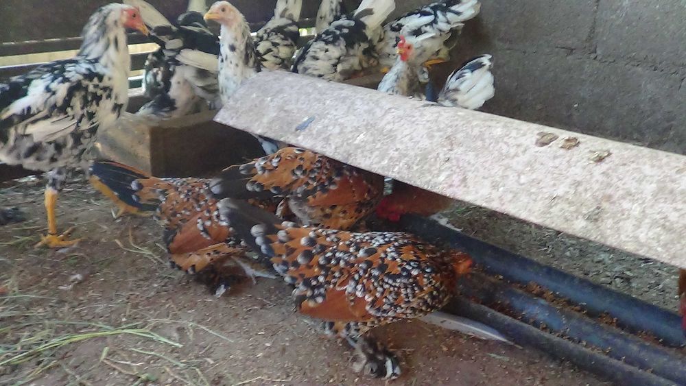 кури карликові. мільфльор