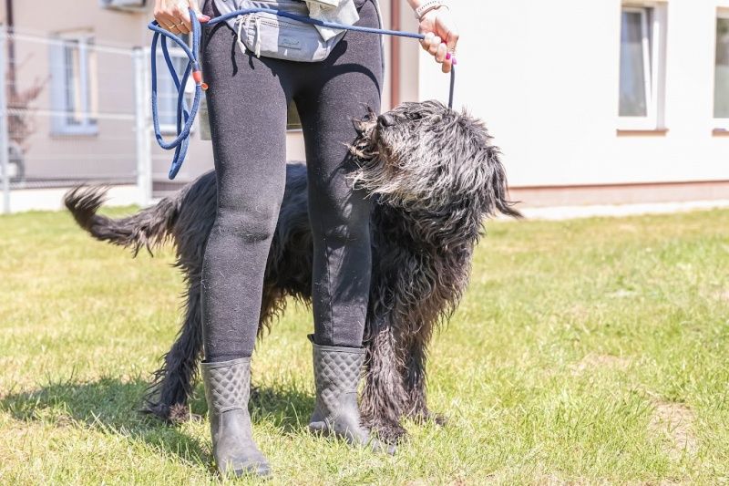 Andzia do adopcji!
