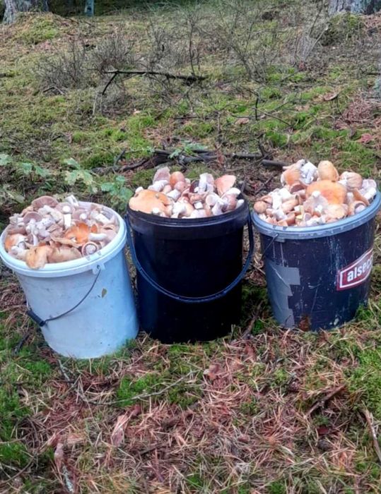 Sprzedam grzyby świeżozbierane