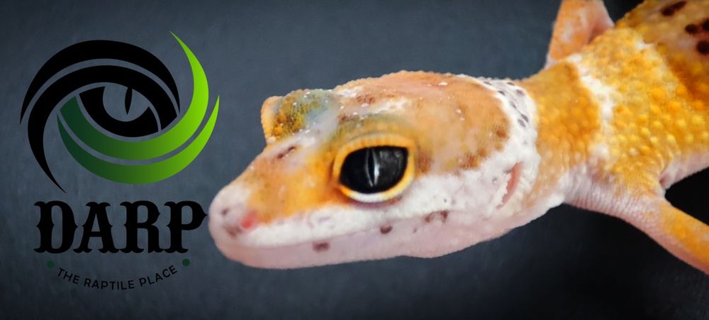 Gekon Lamparci eublefar