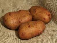 Продам картоплю для посадки сорт Тирас