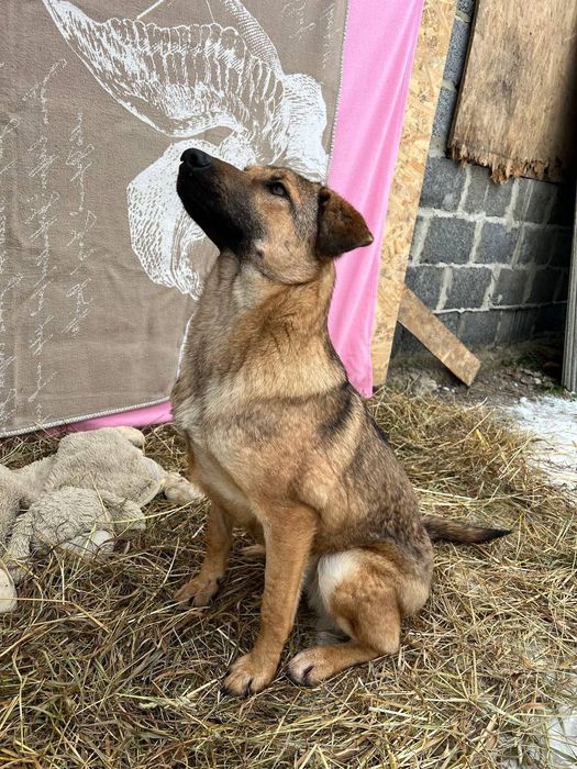 Собачка 7 міс шукає дім