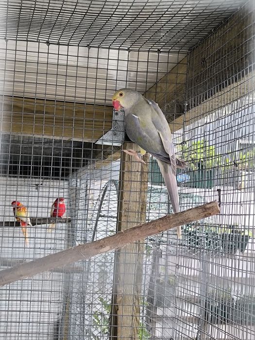 Fêmea Violeta turquesa CC