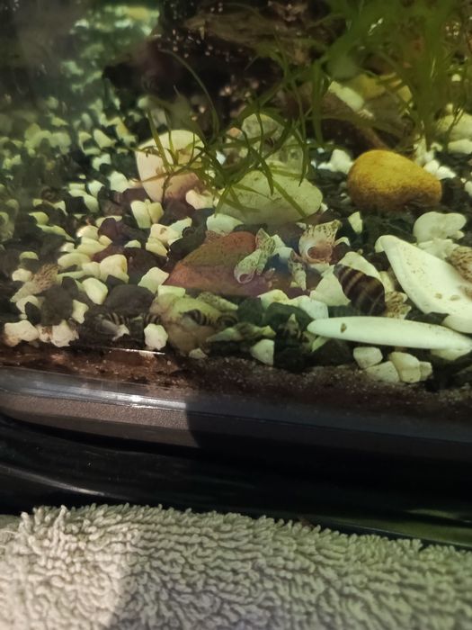 Ślimaki Helenki sprzedam