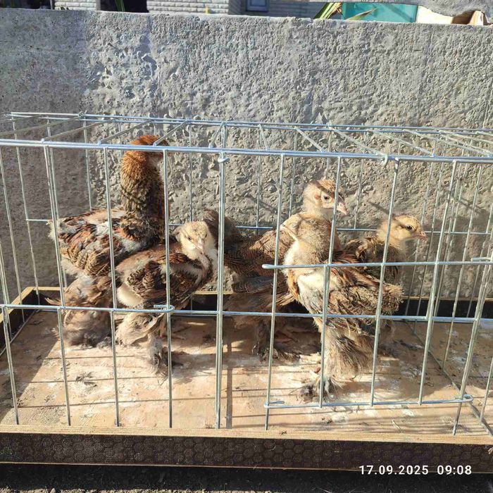 Кури Брама куропатчата,полосата зозуляста