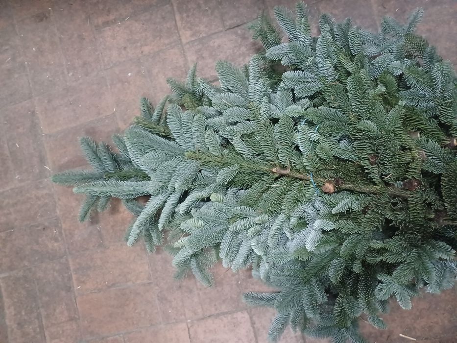 Nobilis nordman arizonika