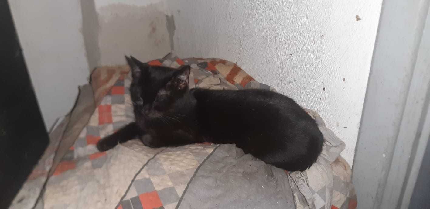 KOCI AZYL- koty do adopcji