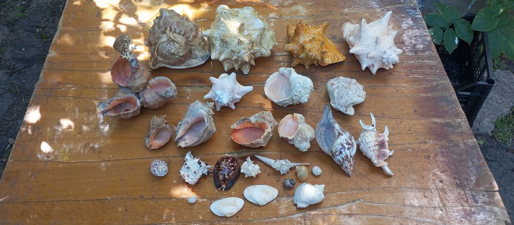 Ракушки черепашки морские Торг