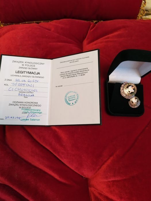 ZkwP /FCI z metryką Biewer Yorkshire terrier, i samczyk .