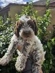 Lagotto romagnolo po pracujących  rodzicach