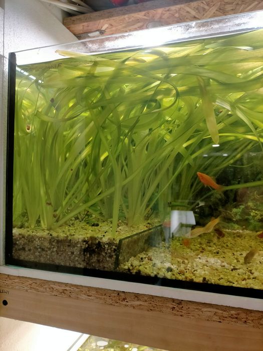 Vallisneria gigantea, nurzaniec xxl