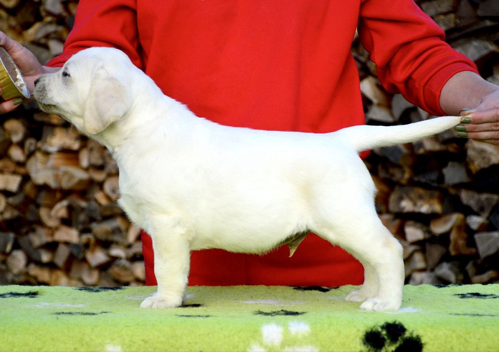 Цуценята лабрадор ретривер від титулованних батьків!