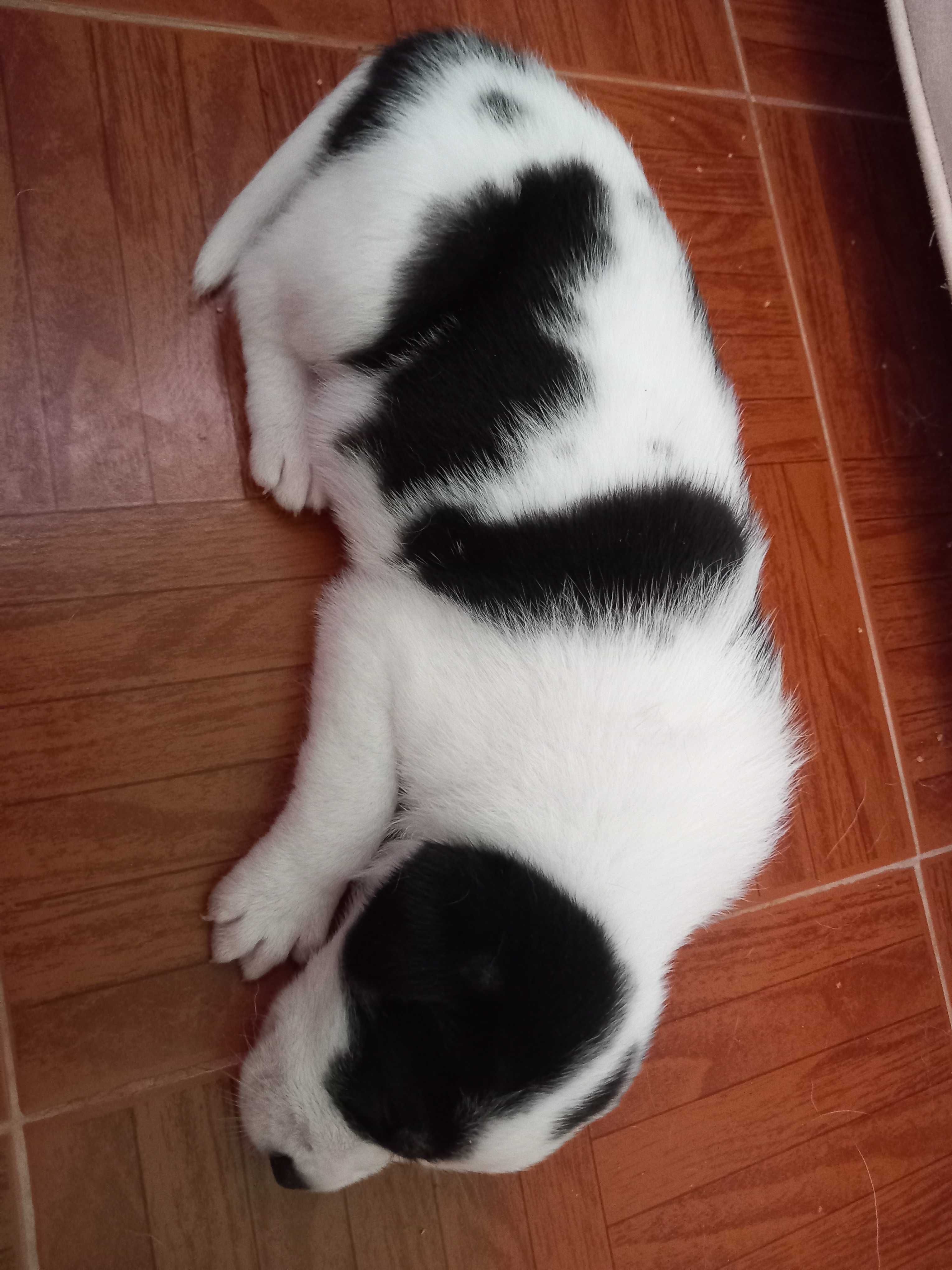 Cães Bebês para adopção