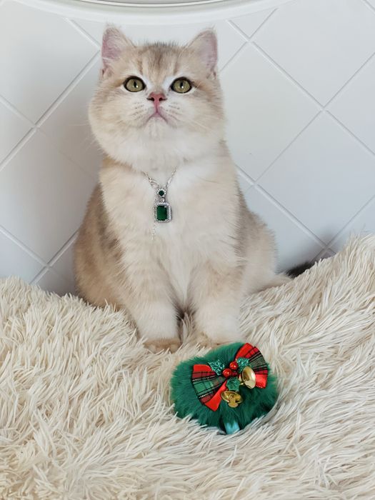 Британська золота шиншилла