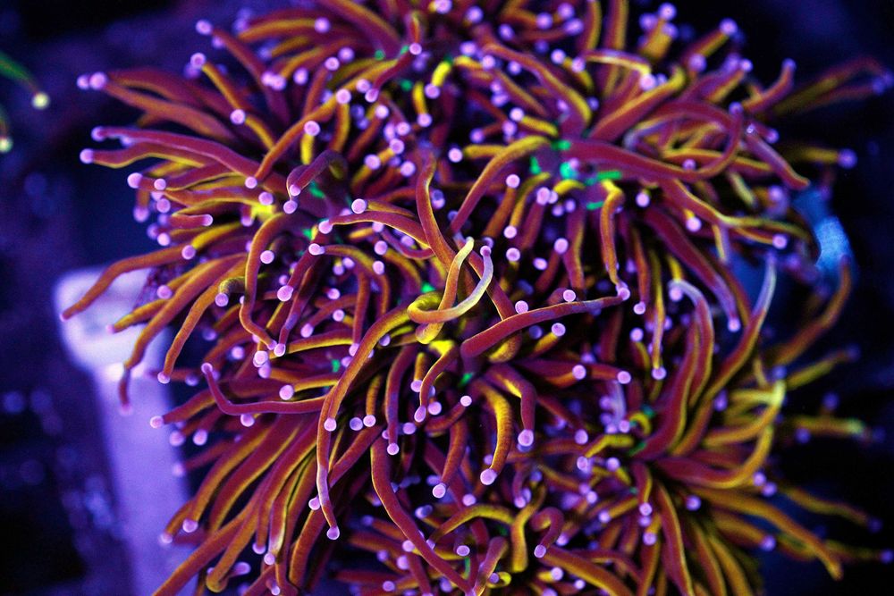 Euphyllia New York Knicks  FLUOLAMPS WYSYLKI