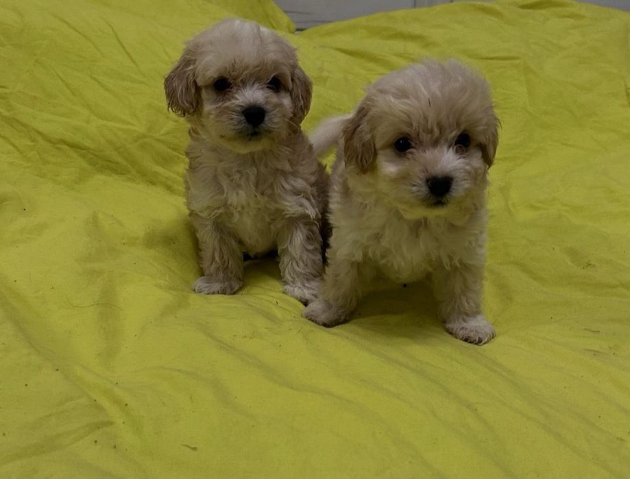 Мальтіпу Ф1 міні карамель хлопці