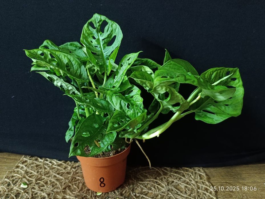Monstera adansonii