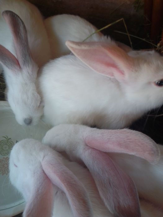 Продам кролів молодняк