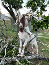 Vendo casal de cabras Boer