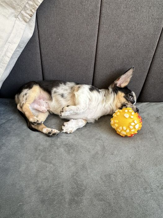 Хлочик чихуахуа.