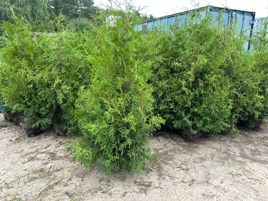 Tuja tuje Brabant 100-150cm dowozimy sadzimy wawa