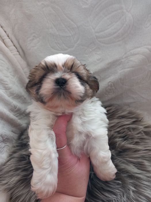 Shih-Tzu przepiękny chłopak