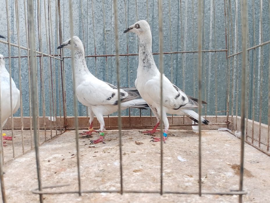 Sprzedam żałobników młode