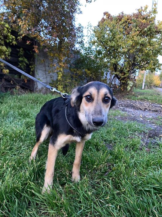 Ніжна дівчинка у пошуку дому !