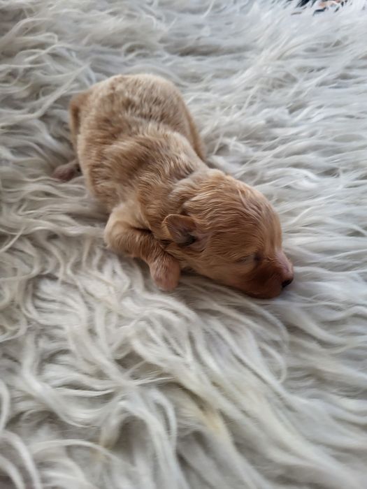 Pomapoo suczka zapraszam