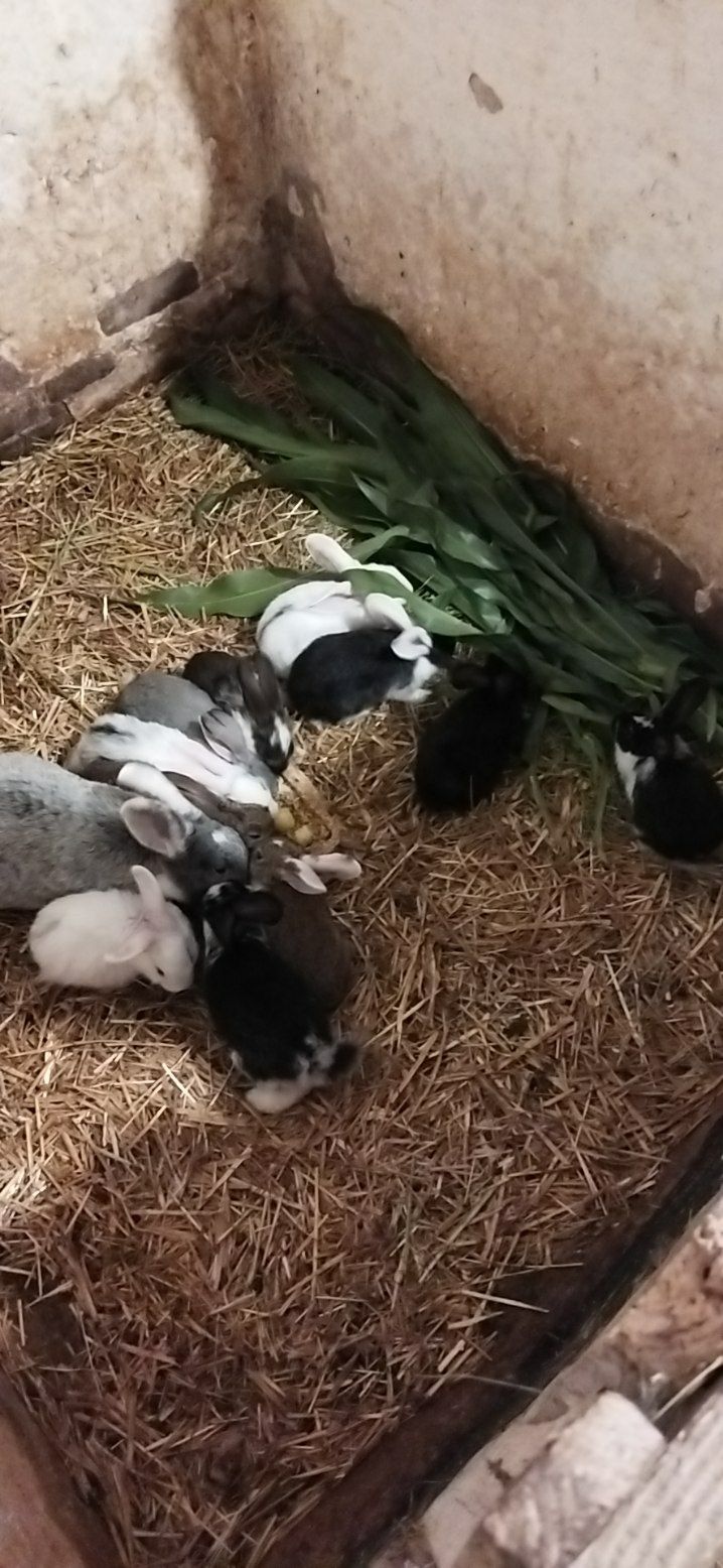 KRÓLIKI Piękne młode Kroliki