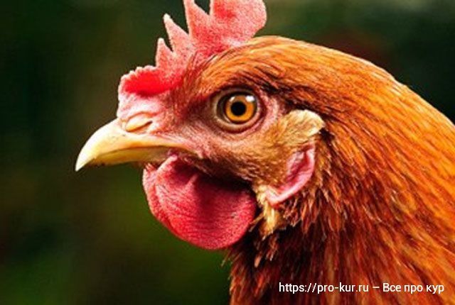 Ізюм! Доставка безкоштовна! Кури несушки ! Продам