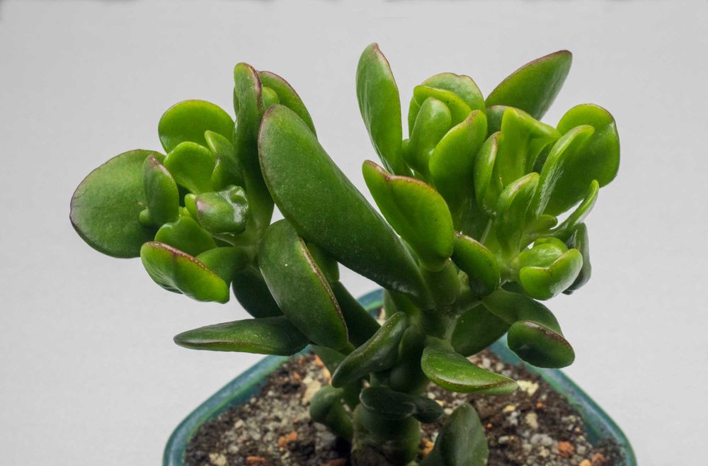 Крассула Horrum. Денежное дерево Хорум. Толстянка редкий вид