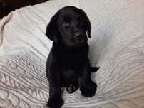 Labrador retriever, labradory czarny piesek ZKwP ,FCI