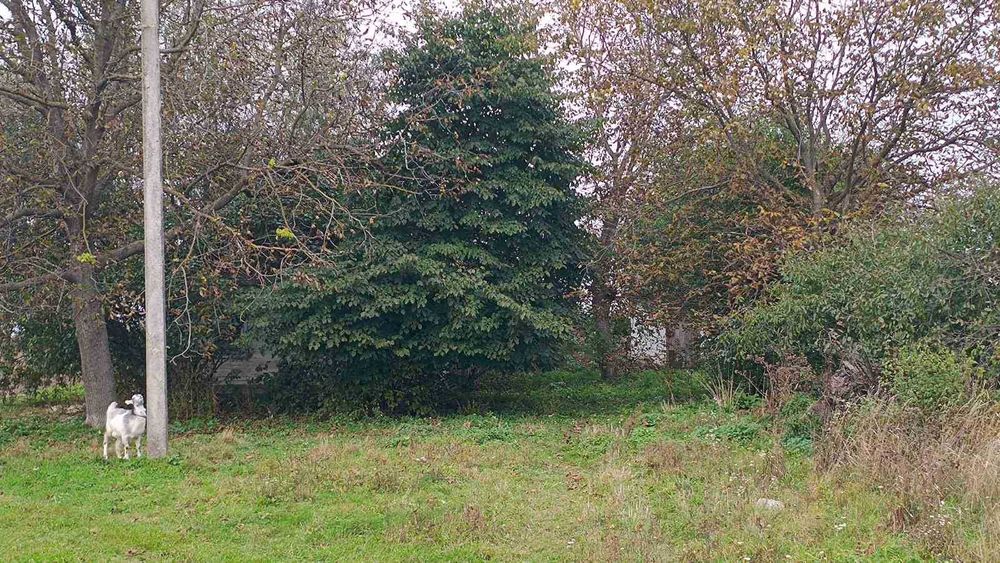 Продам будинок з земельною ділянкою  в Симоніві, можливо під комерцію.