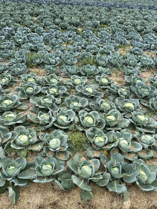 Kapusta biala przemyslowa