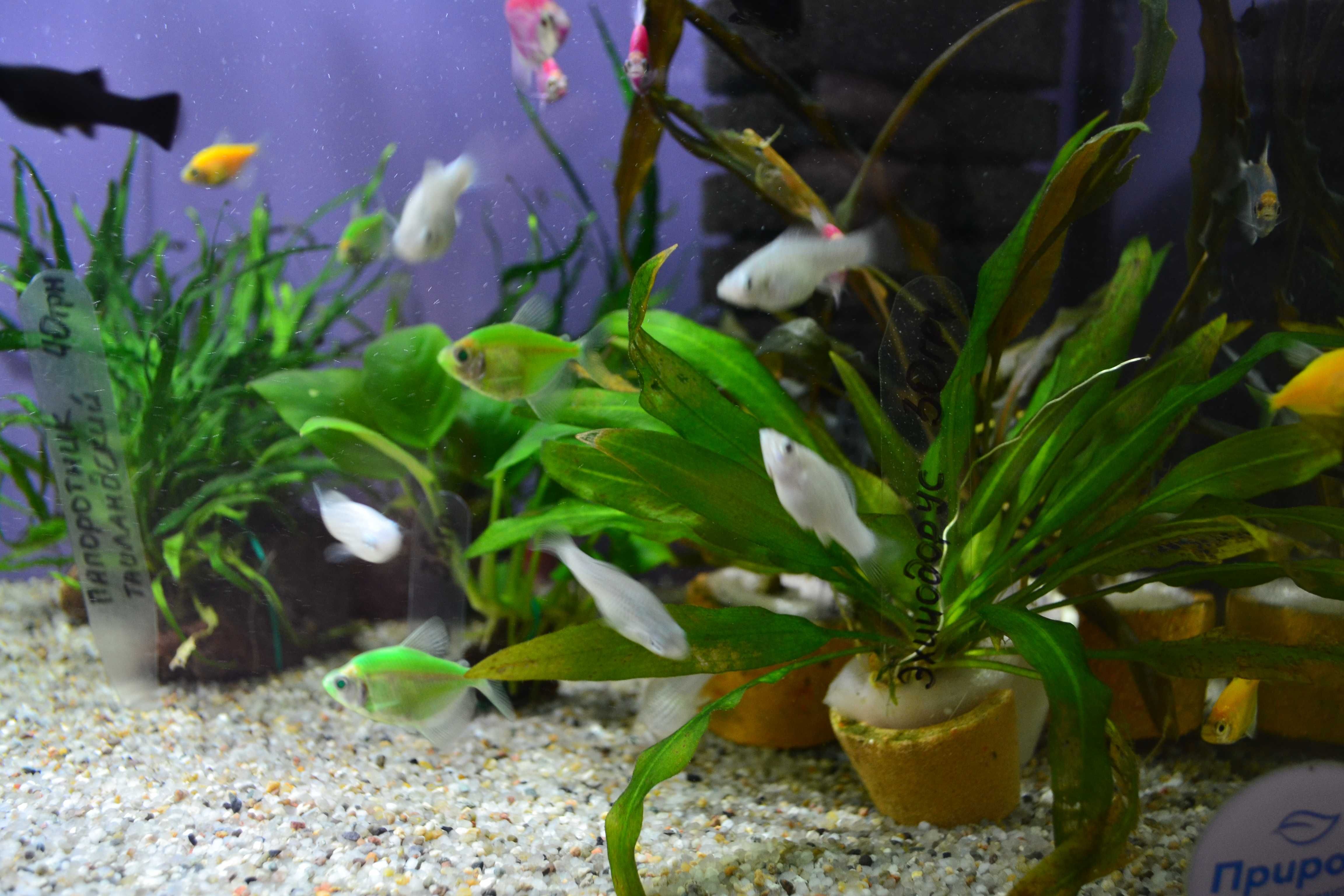 Аквариумные рыбки и растения Алексеевка