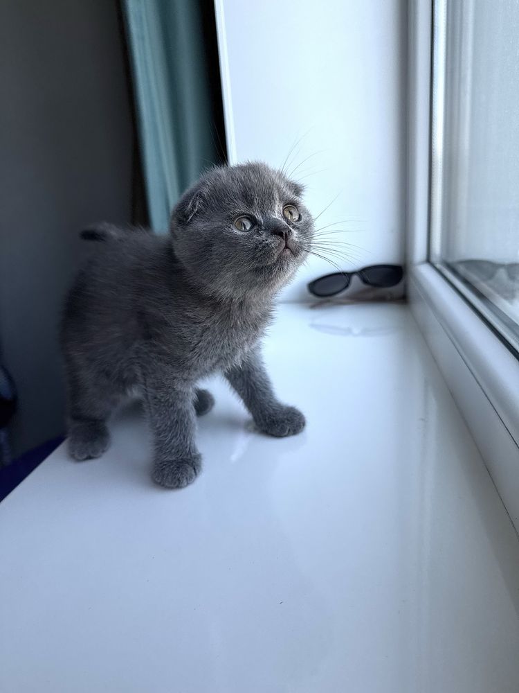 Шотландские вислоушки
